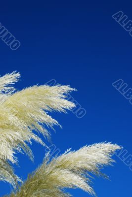 Straw Bush