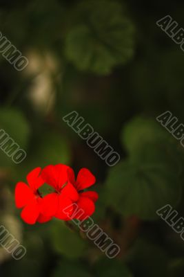 Red Flowers