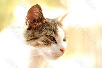Cat Head