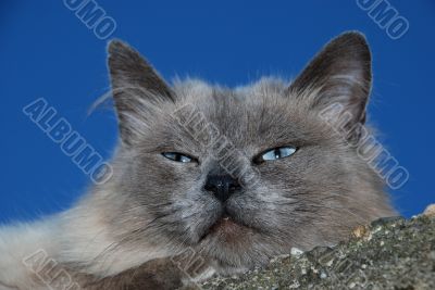 cat portrait