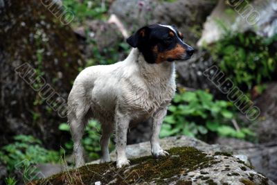 Wet Dog