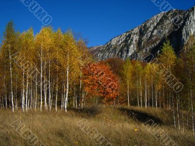 Autumn scene