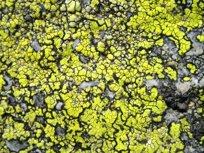 green moss texture