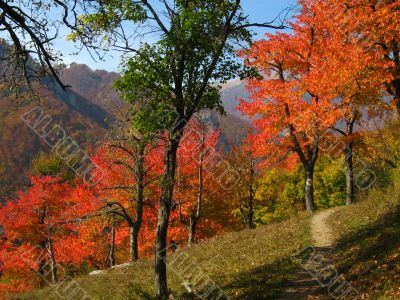 Autumn Scene