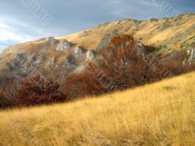 autumn colours