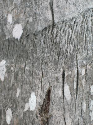 wood piece close-up