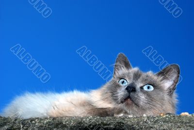 Grey Cat