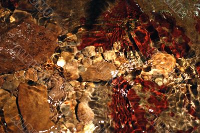 Underwater Composition