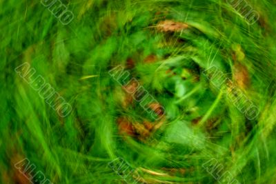 Green Grass Composition