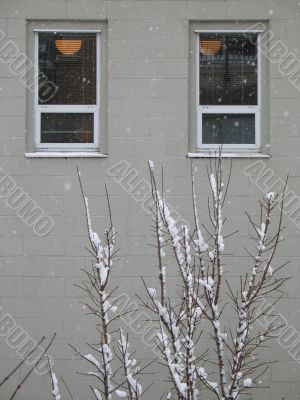 tree covered with snow in front of building
