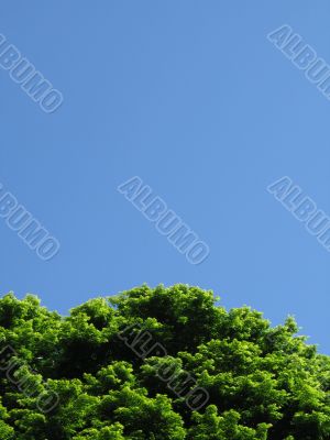 green tree against blue sky
