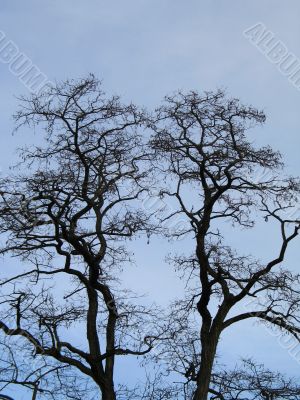 black tree against blue sky