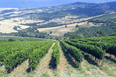 Vineyards of Montalcino (Tuscany)