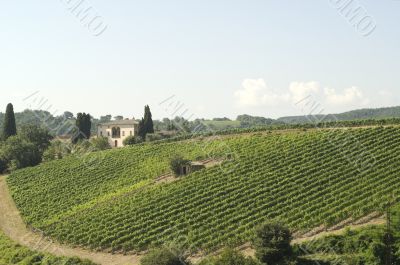 Vineyards of Montalcino