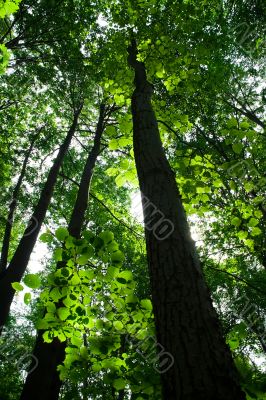 summer forest