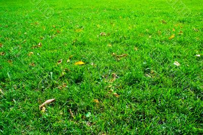 Fresh green grass
