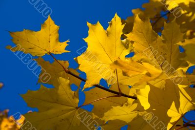 Maple. Golden autumn.