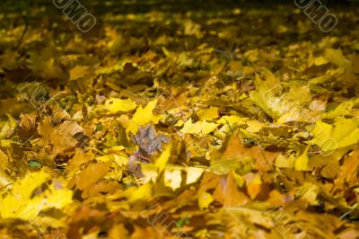 Maple leaves