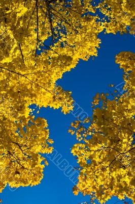 Maple in Fall