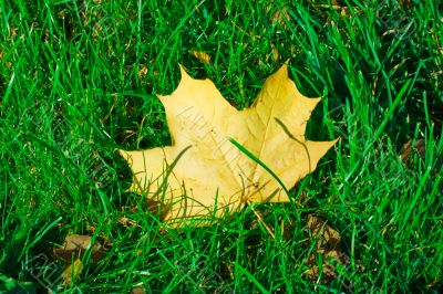 Maple leaf