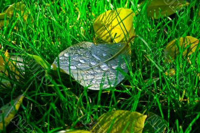 yellow leaf