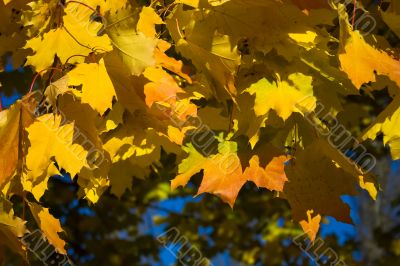 Maple leaves in golden fall