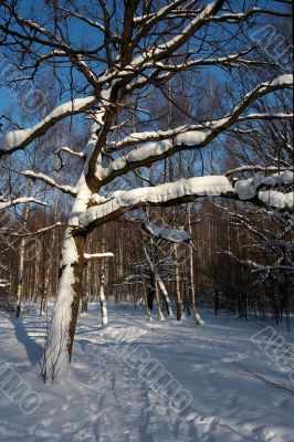 winter forest