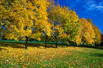 yellow maples