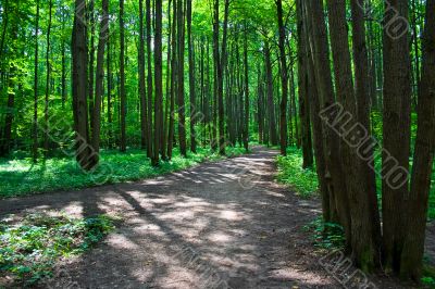 Green forest