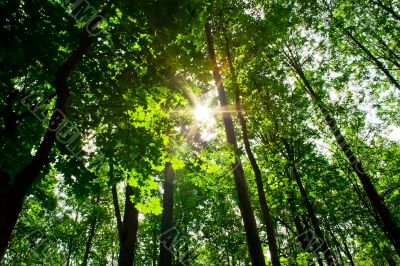 sunny forest