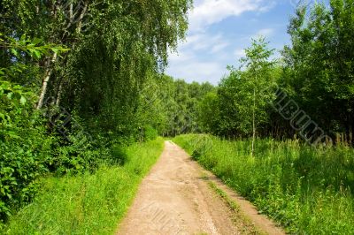 The road in the forest