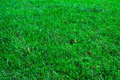 Green lawn
