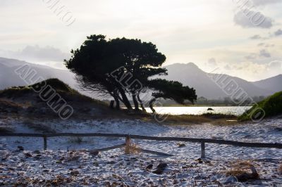 Lonely pine