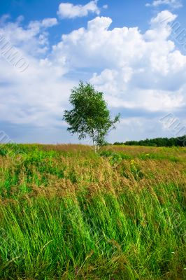 Lonely tree