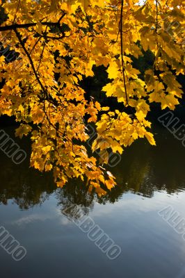 orange leaves