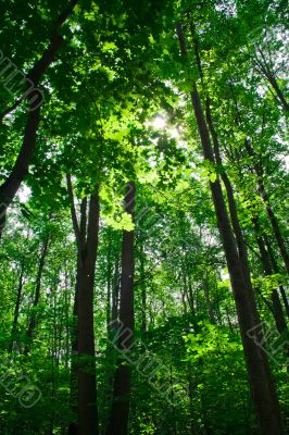 Green Forest