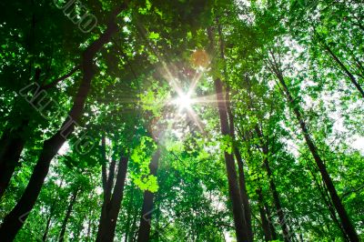 sun in the forest