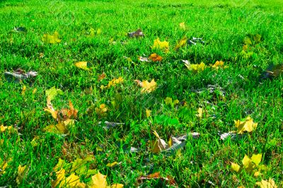 Fresh green lawn