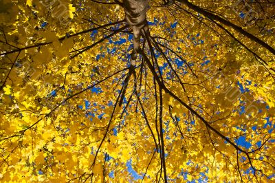 Golden Maple