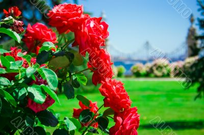 Red Roses