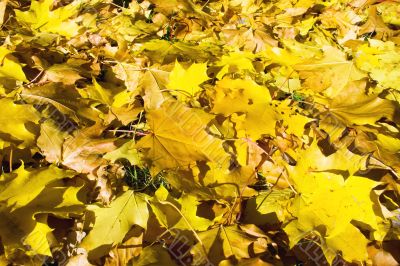 Fallen leaves carpet