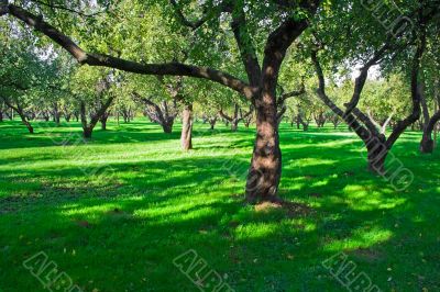 Apple garden
