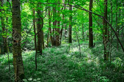 Green sunny forest