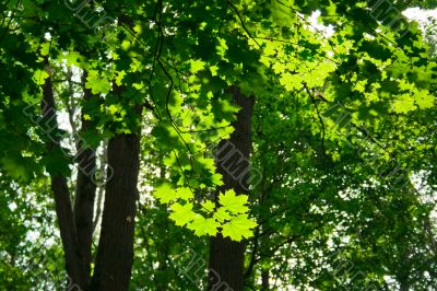 Green maple
