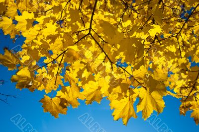 golden maple