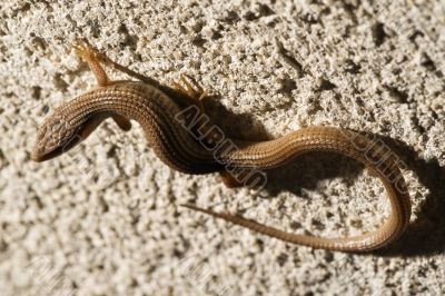 Skink Lizard