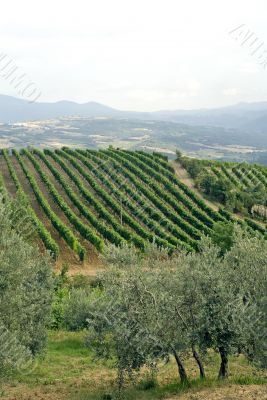 Vineyards and olive trees near Montalcino (Tuscany)