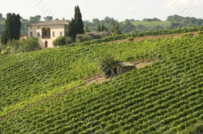 Vineyards of Montalcino