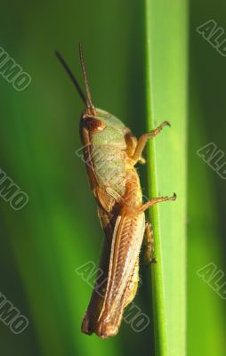 Grasshopper - the model