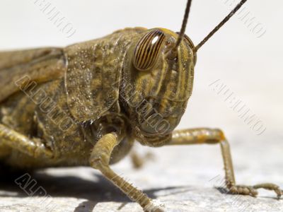 locust